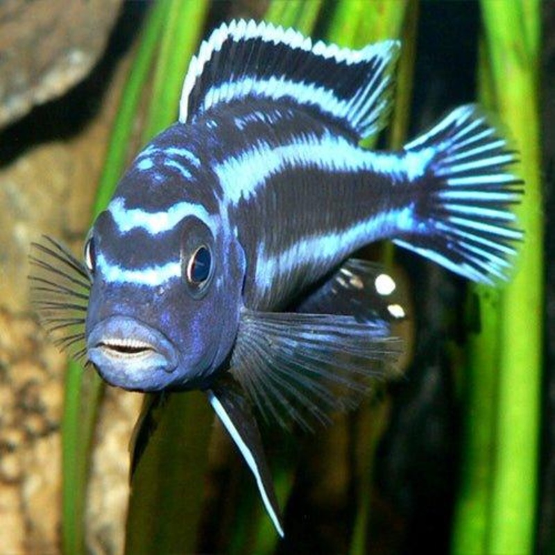 Electric Blue Johanii - Melanochromis johannii