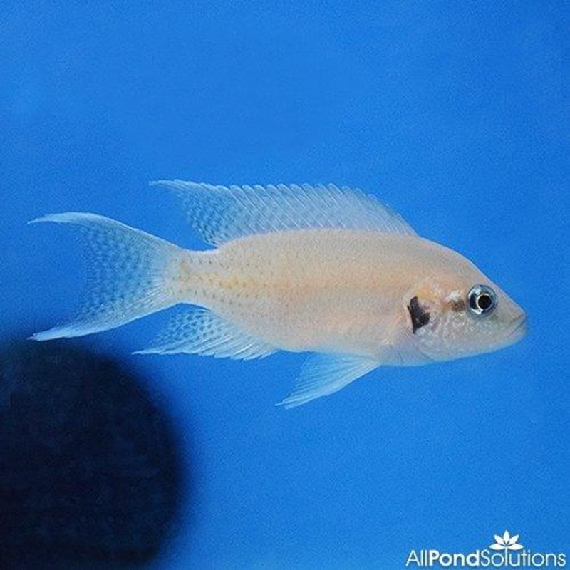 Fairy Cichlid - Neolamprologus brichardi