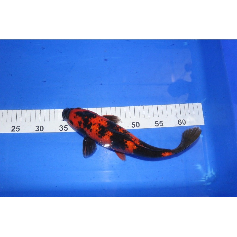 Hi Utsuri 10-12"