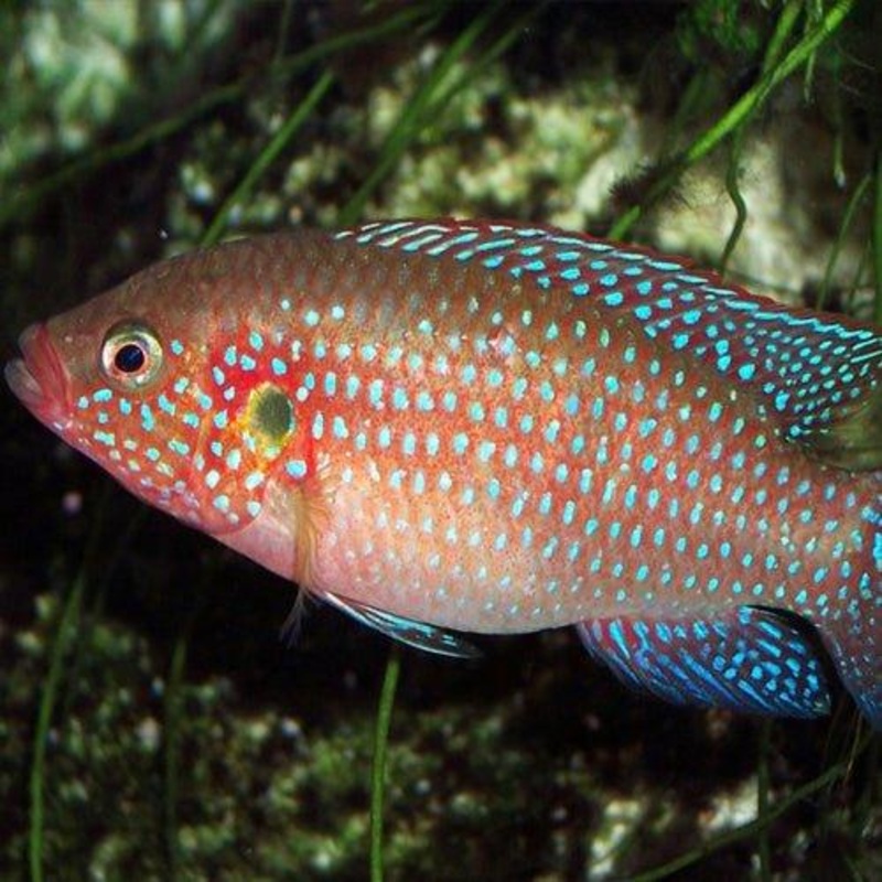 Jewel Cichlid - Hemichromis bimaculatus