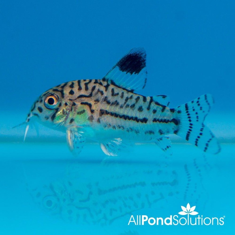 Julii Corydora - Corydoras julii