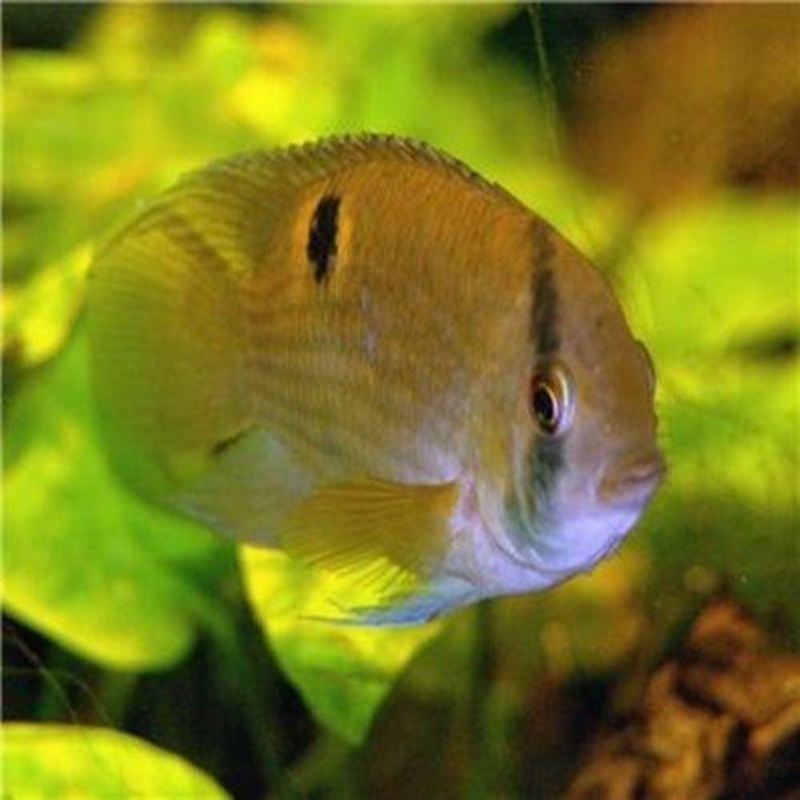 Keyhole Cichlid - Cleithracara Maronii