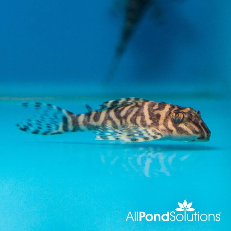 King Tiger Pleco L333 - Hypancistrus sp