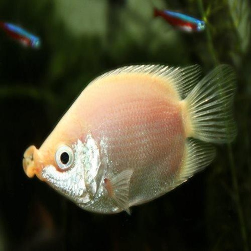 Kissing Gourami - Helostoma temminckii