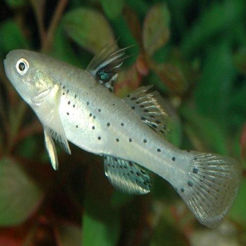 Knight Goby