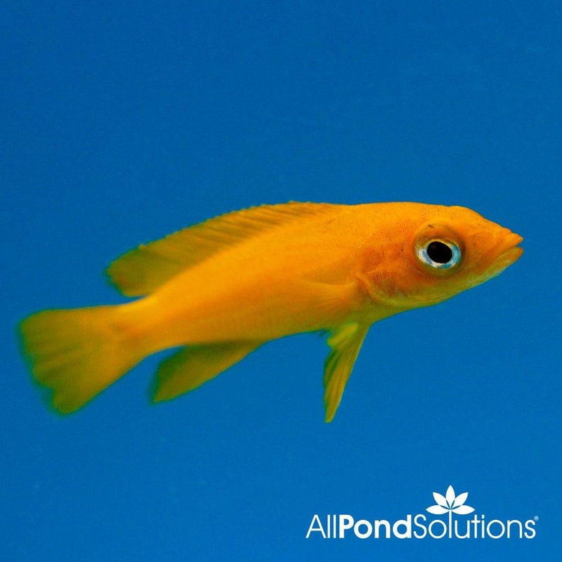 Lemon Cichlid Orange - Lamprologus leleupi