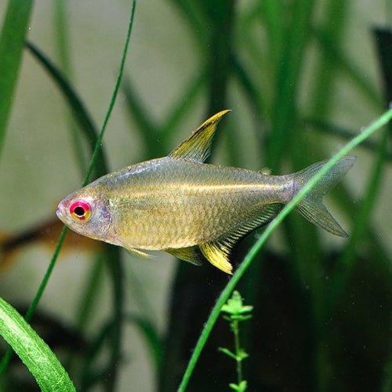 Lemon Tetra - Hyphessobrycon pulchripinnis