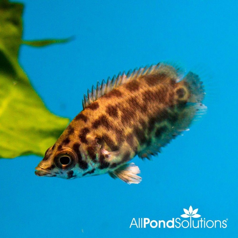 Leopard Bush Fish - Ctenopoma acutirostre