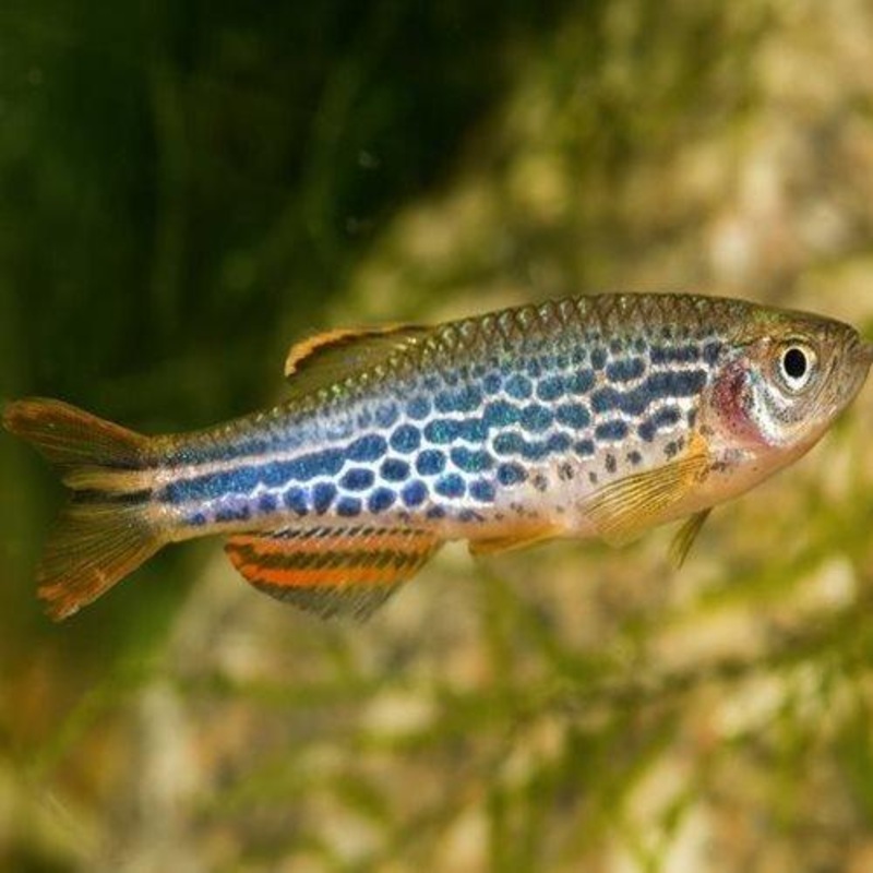Leopard Danio - Brachydanio Frankel
