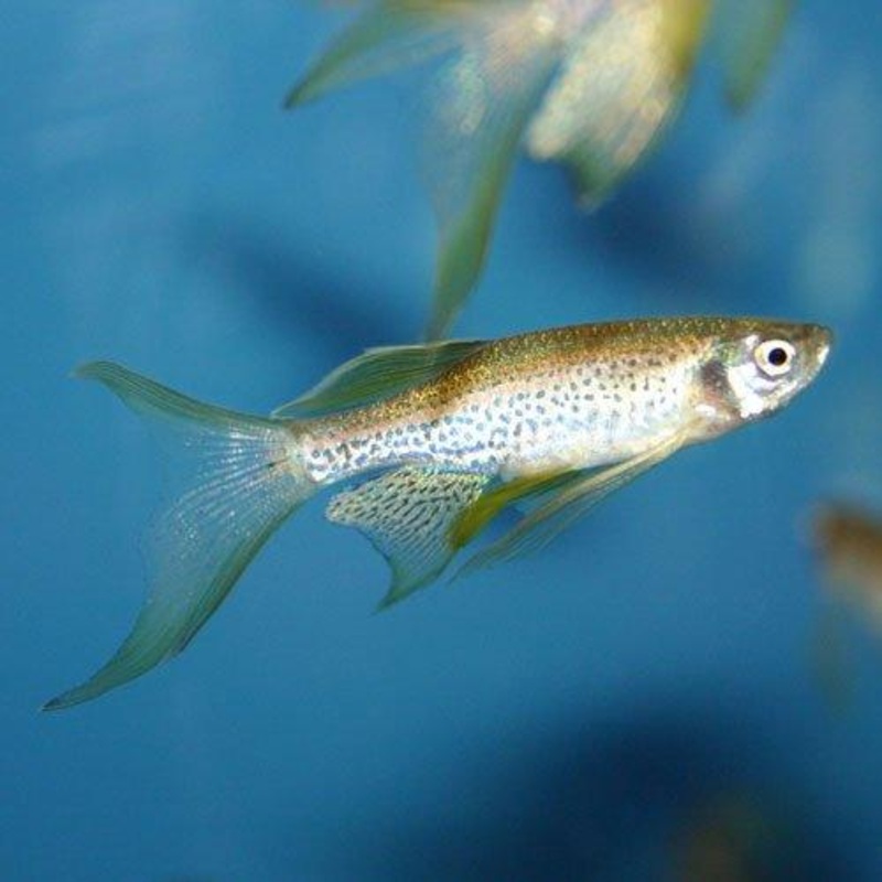Long Fin Leopard Danio