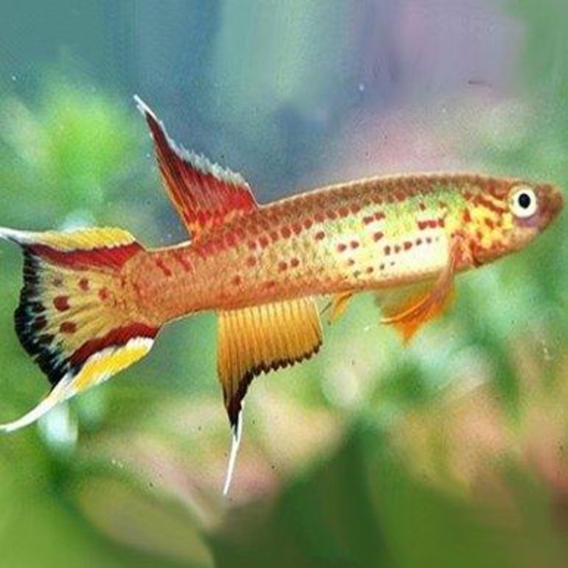 Lyretail Killifish - Aphyosemion australe