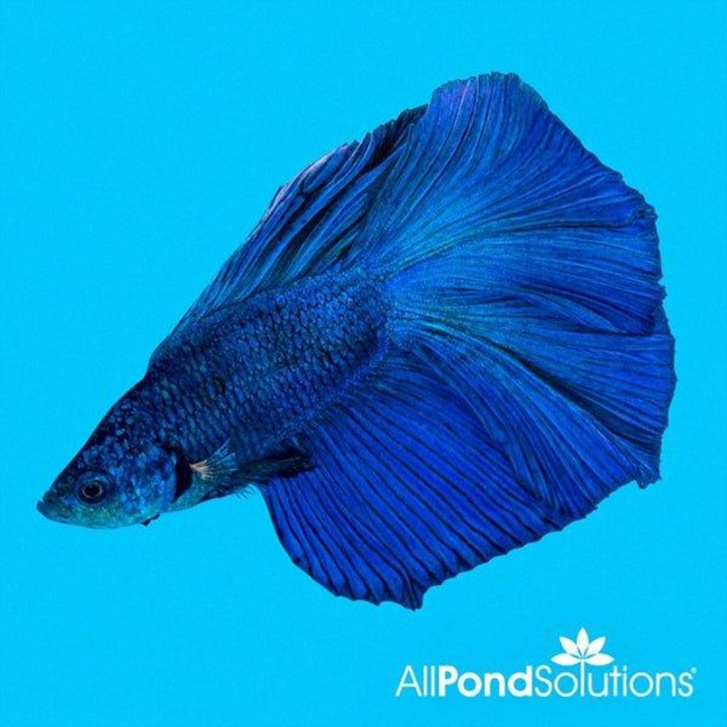 Lyretail Male Siamese Fighter - Betta Splendens