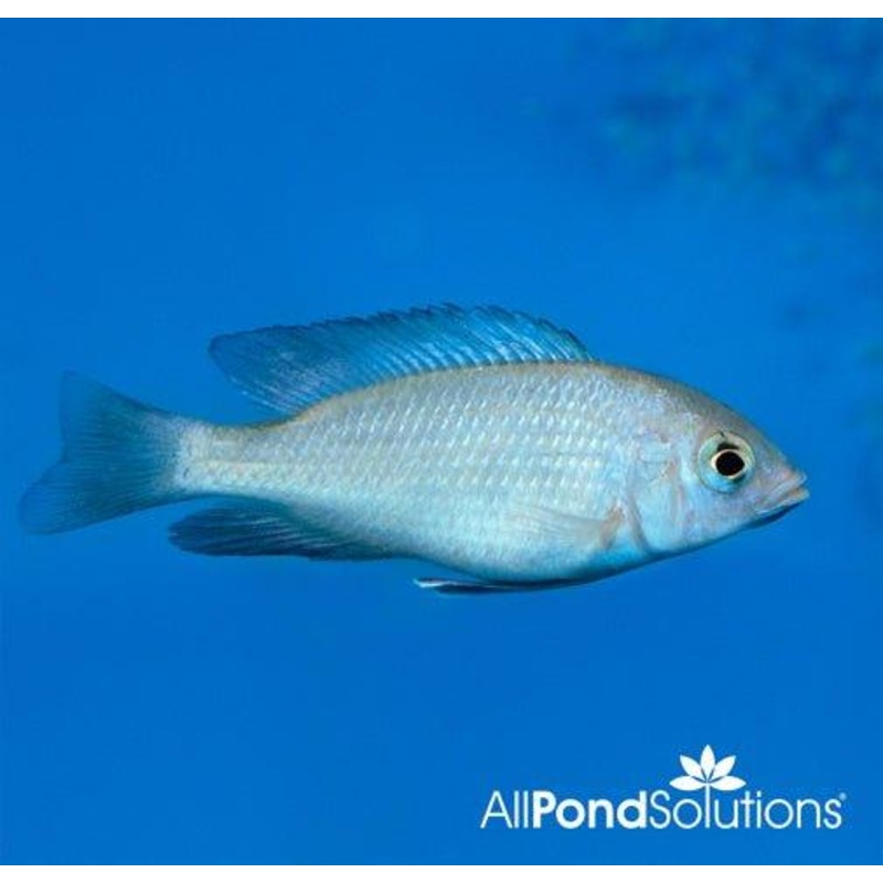 Malawi Blue Dolphin- Cyrtocara moorii