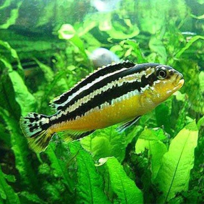 Malawi Golden Cichlid - Melanochromis auratus