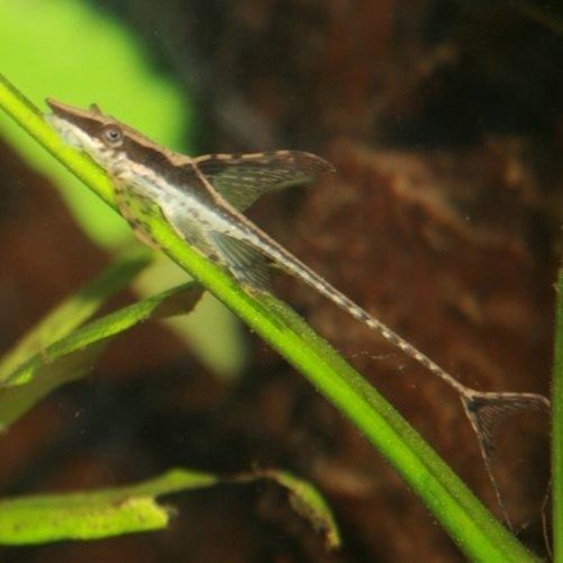 Marble Sturisoma - Sturisoma aureum
