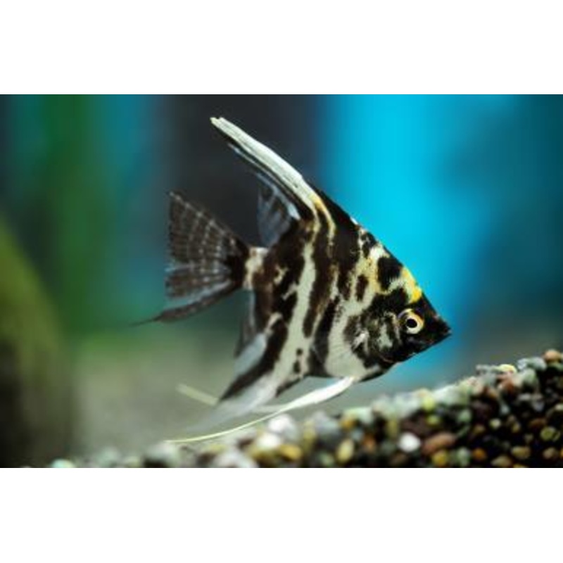Marbled Angel - Pterophyllum Scalare
