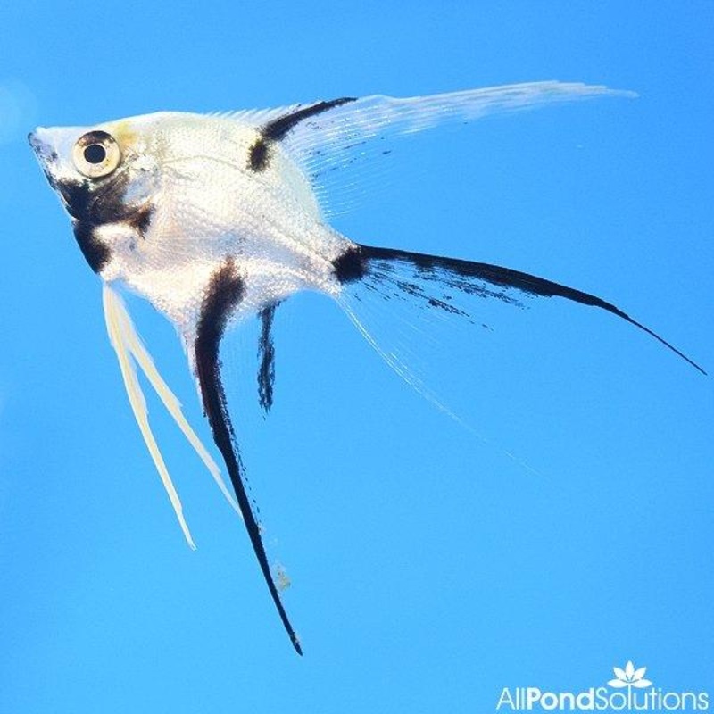 Marbled Veiltail Angel - Pterophyllum Scalare