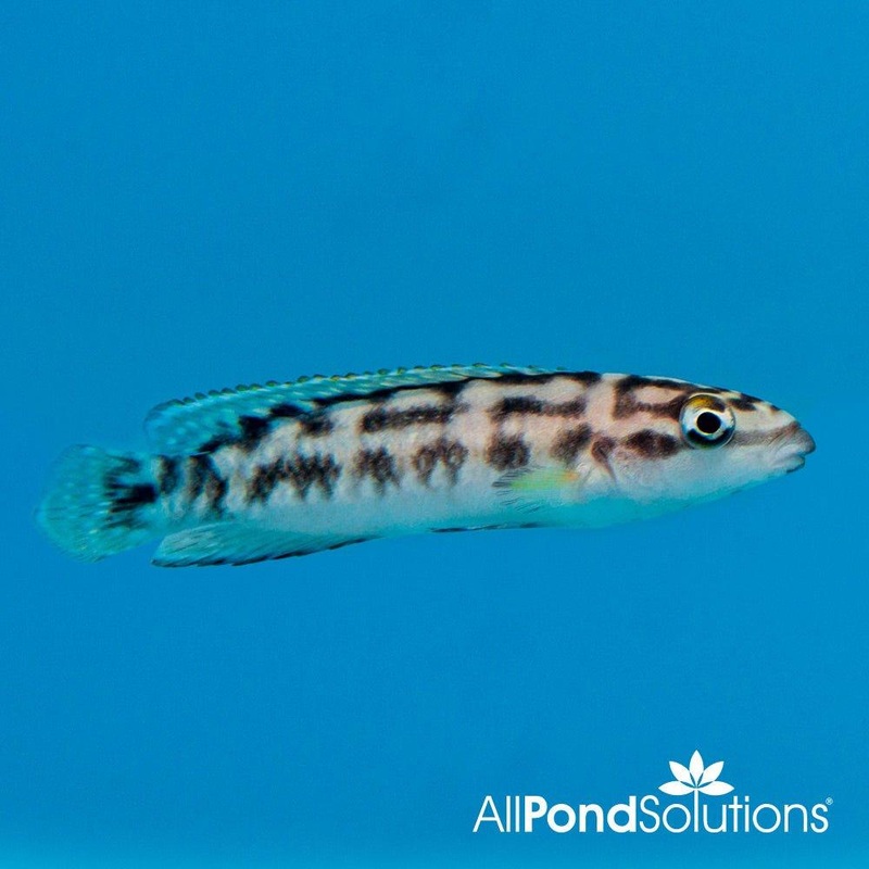 Masked Julie - Julidiochromis transcriptus