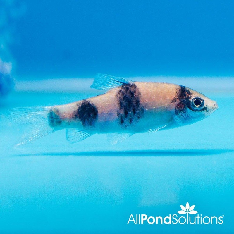 Melon Barb - Haludaria fasciata