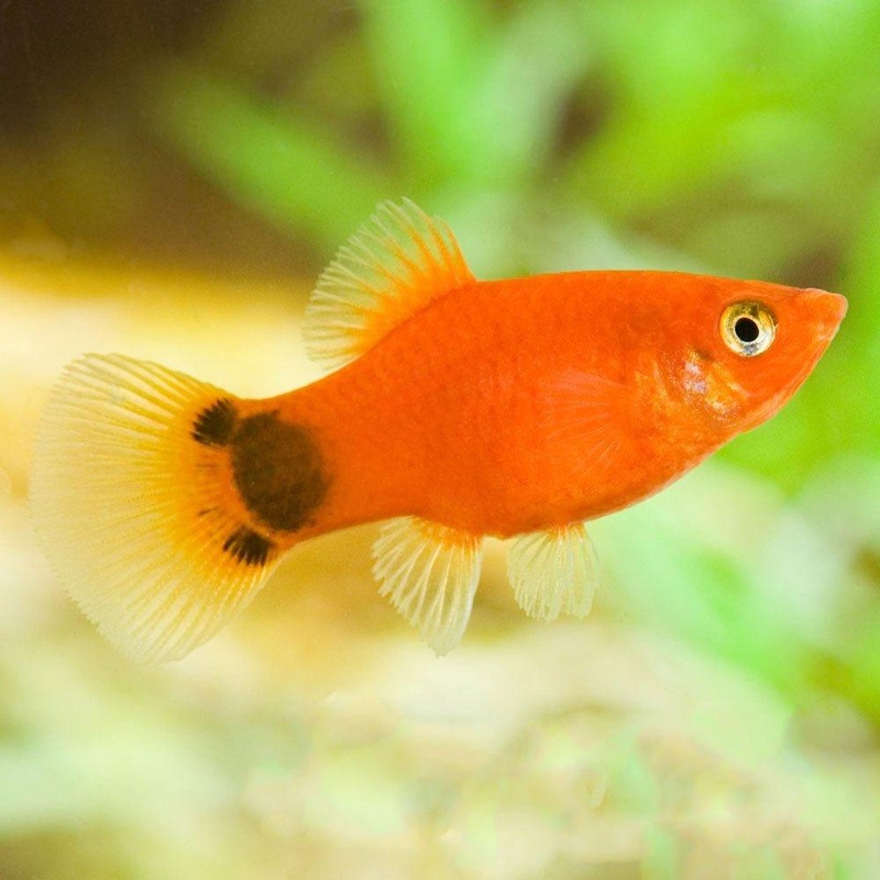 Micky Mouse Platy - Xiphophorus maculatus