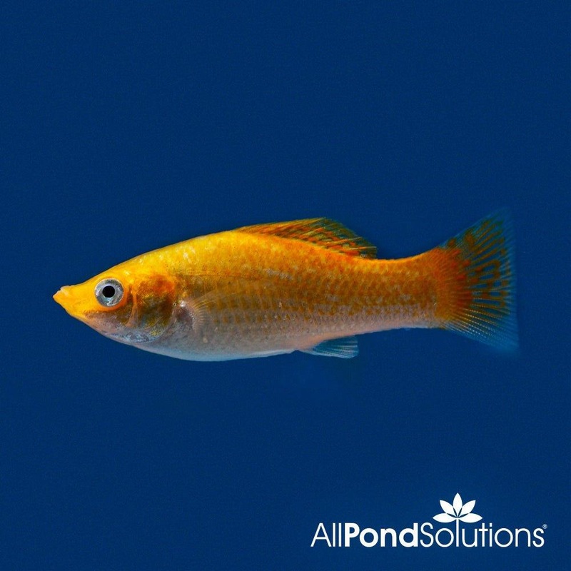 Molly Neon Orange  Pecilia sphenops
