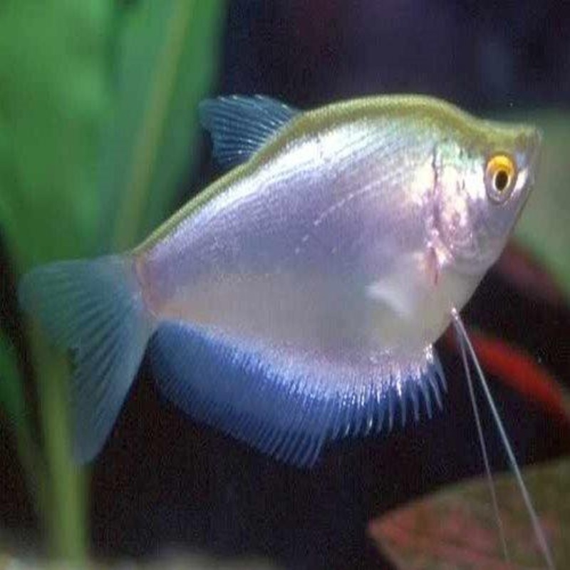 Moonlight Gourami - Trichopodus microlepis