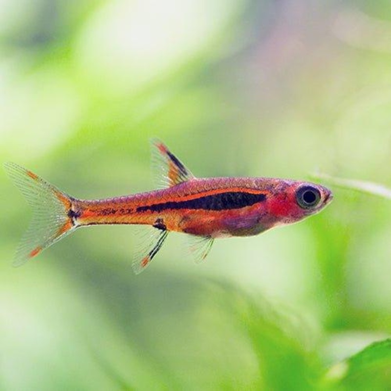 Mosquito Rasbora - Boraras brigittae