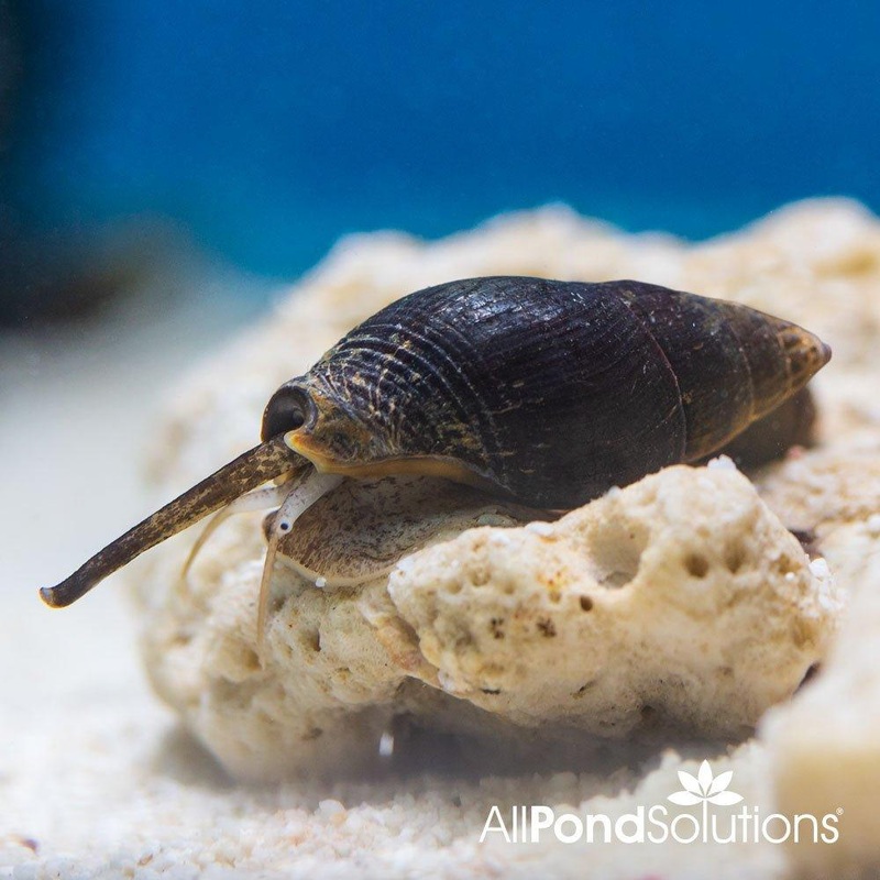 Nassa Sand Snail - Nassarius Species