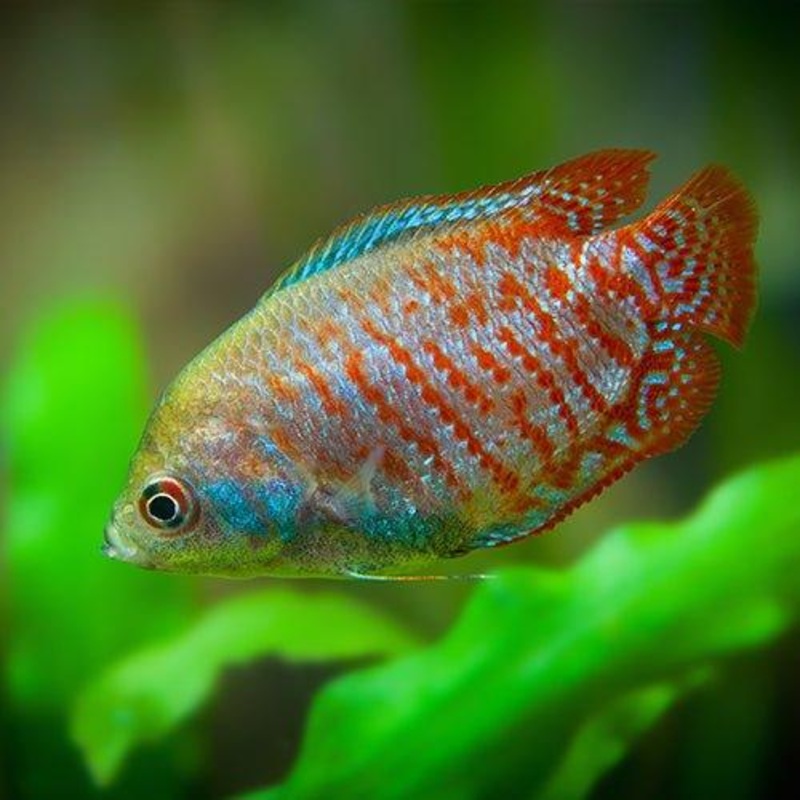 Neon Blue Dwarf Gourami (Pair) - Trichogaster lalius
