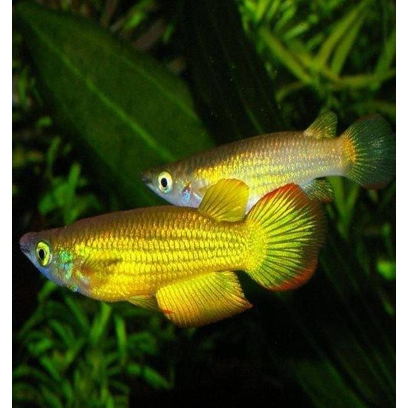 Neon Yellow Panchax - Aplocheilus lineatus