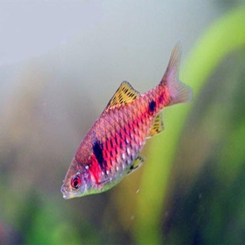 Odessa Barb - Pethia padamya