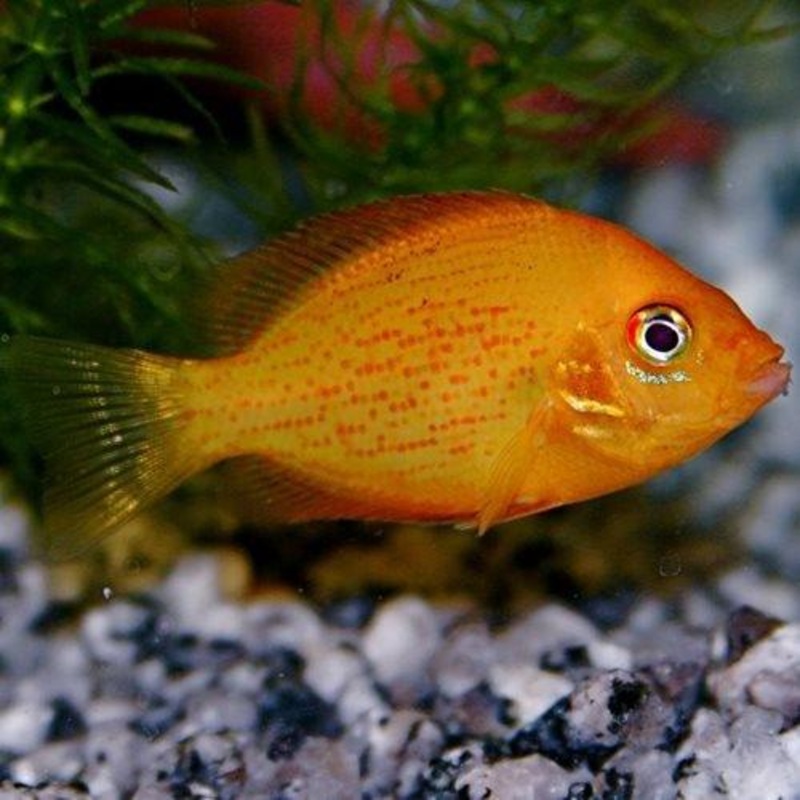 Orange Chromide - Etroplus Maculatus