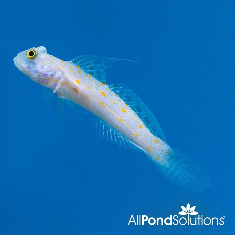 Orange Spot Goby - Valenciennea puellaris