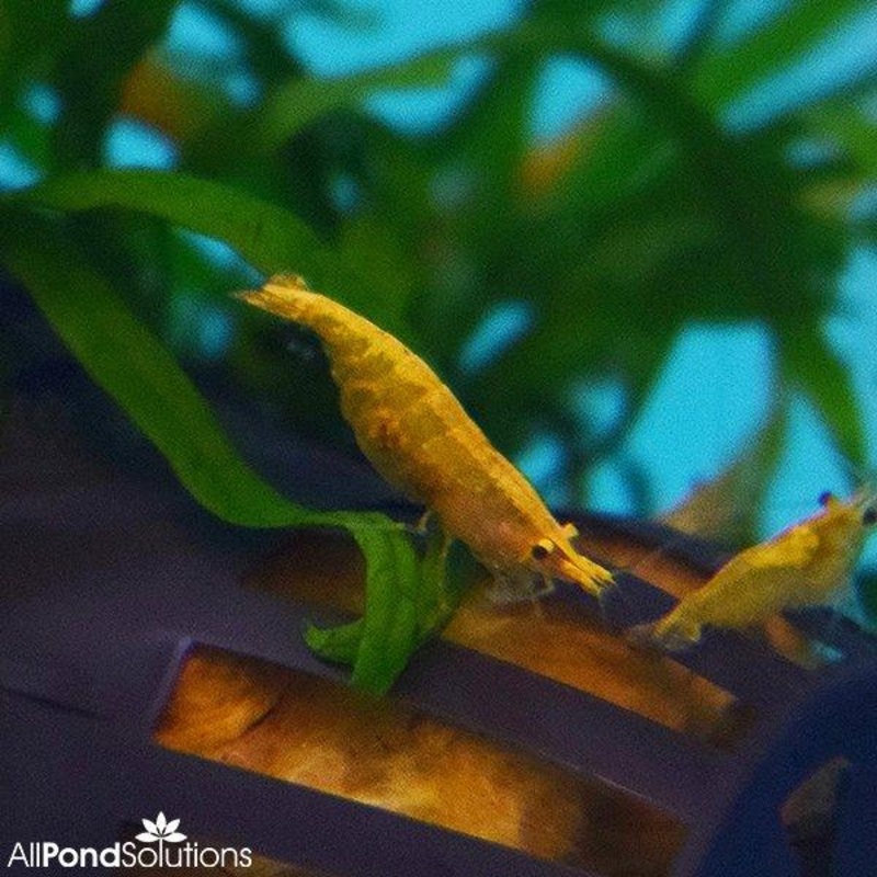 Orange Sunkist Shrimp