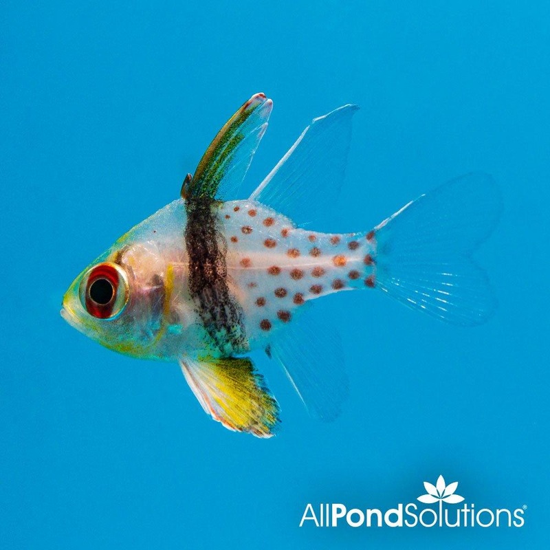 Pajama Cardinalfish - Sphaeramia nematoptera