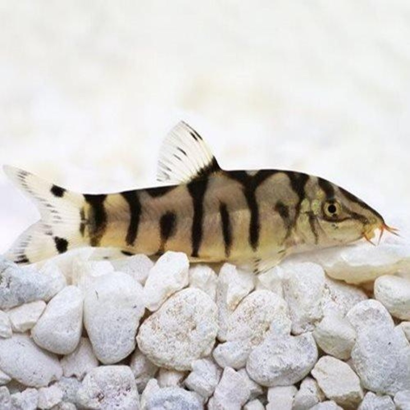 Pakistani Loach - Botia almorhae