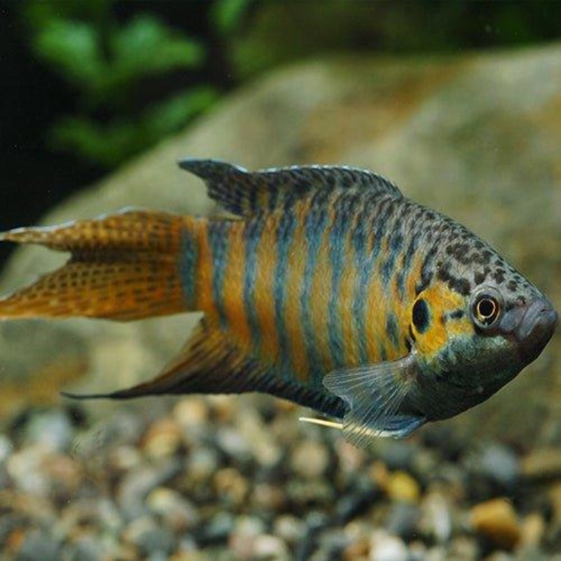 Paradise Fish - Macropodus opercularis