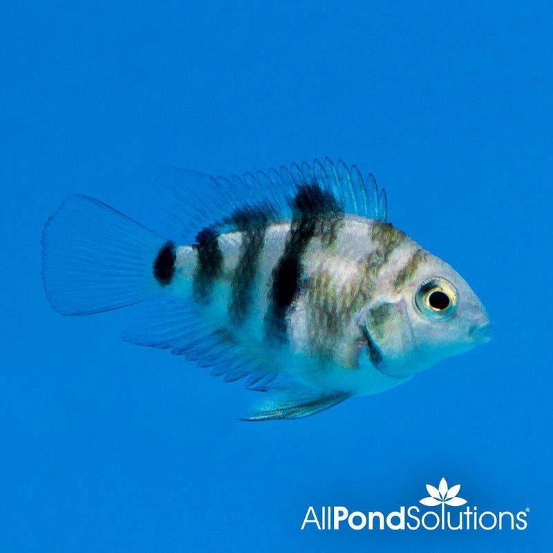Parrot Cichlid Tiger Dwarf - Amatitlania nigrofasciata sp.