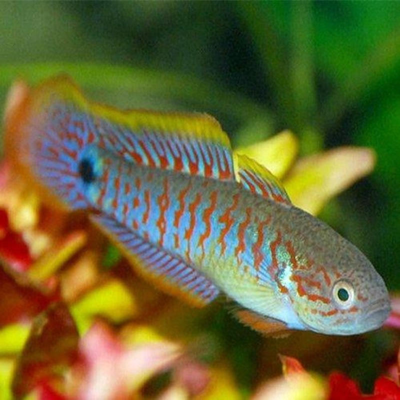 Peacock Gudgeon Goby