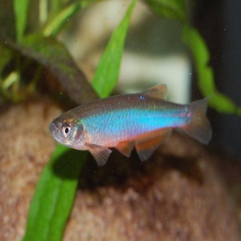 Pearl Danio - Brachydanio albolineata