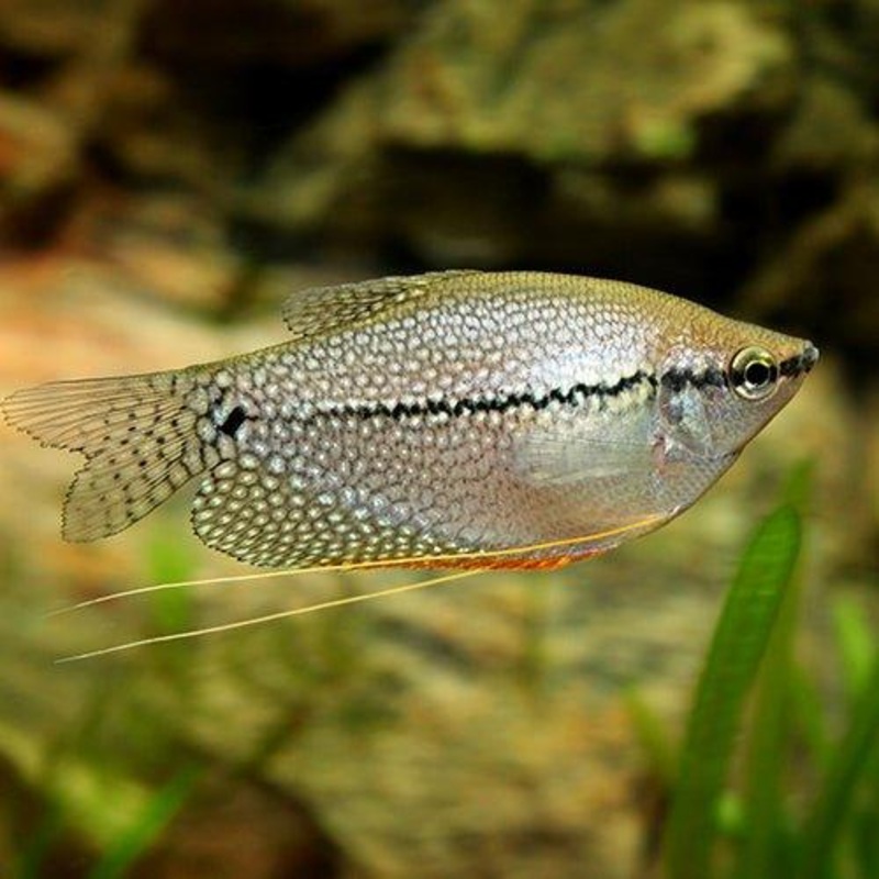 Pearl Gourami - Trichopodus leerii