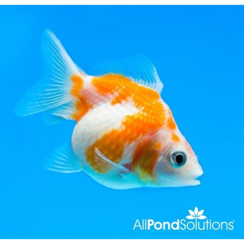 Pearlscale Goldfish - Carassius auratus