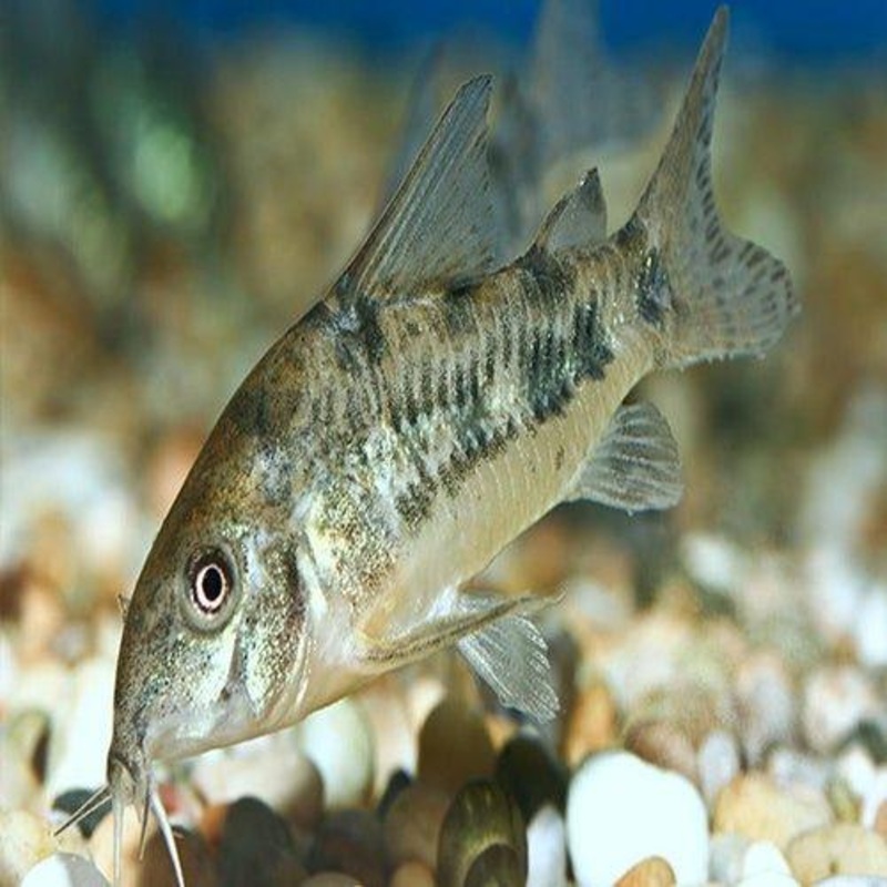 Peppered Corydoras - Corydoras paleatus