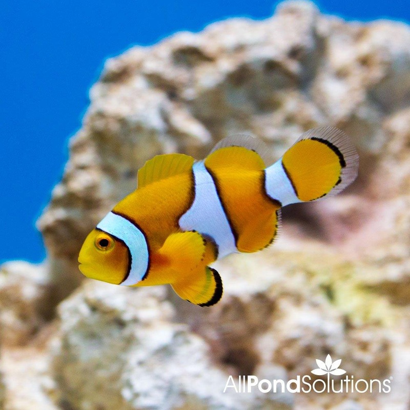 Percula Clownfish - Amphiprion percula