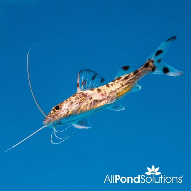 Pictus Catfish - Pimelodus pictus