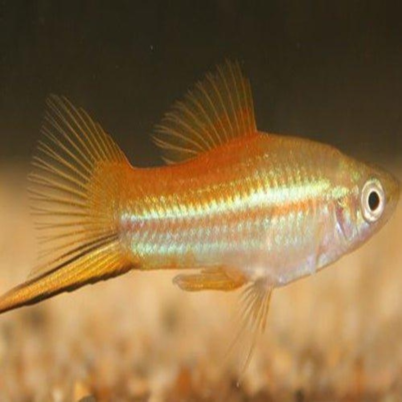 Pineapple Swordtail - Xiphophorus hellerii