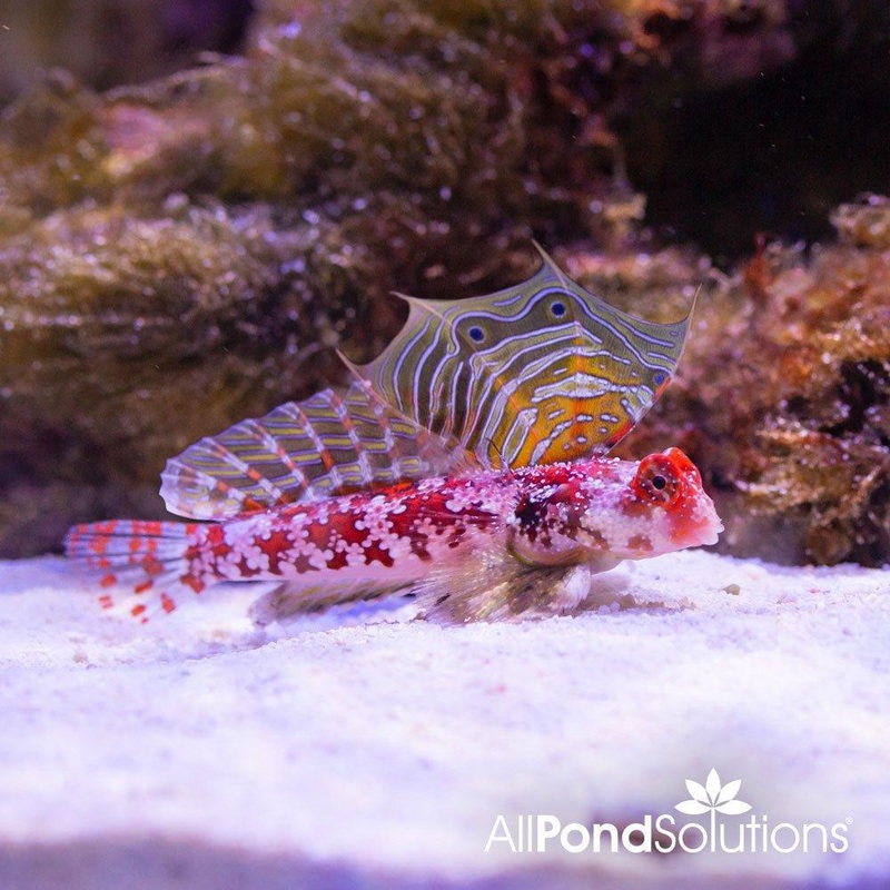 Pink Scooter Blenny - Synchiropus stellatus
