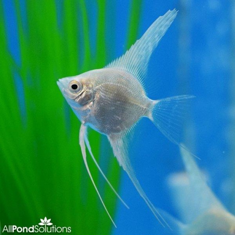 Platinum Angel - Pterophyllum Scalare