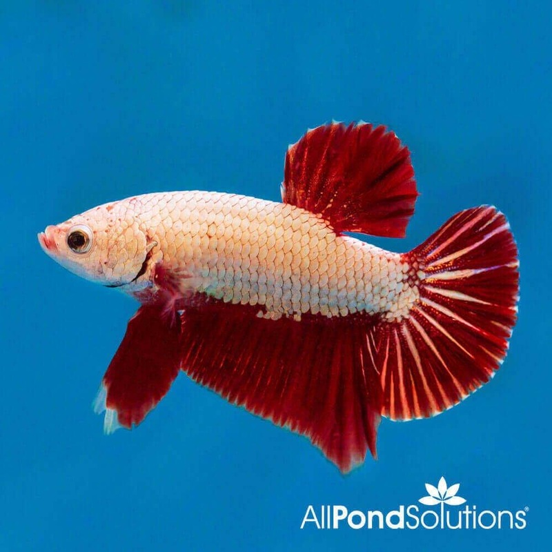 Siamese Fighting Fish Plakat Combi Dragon - Betta Splendens