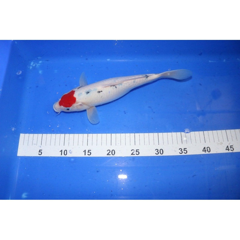 Tancho Bekko 10-12"